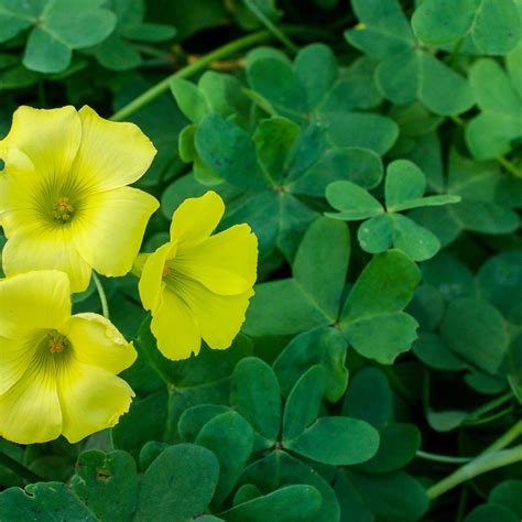 Pros and Cons of Oxalis - Cardinal Lawns