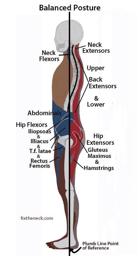 Improper Posture can cause many dysfunctions of the body | Massage ...