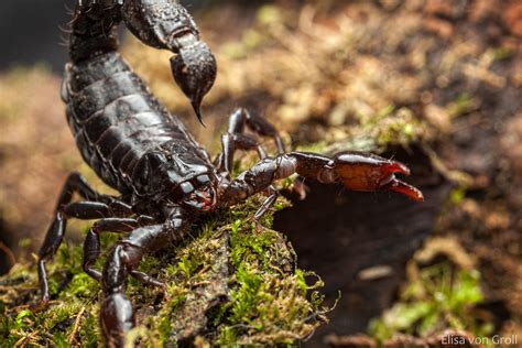 Black scorpion (Bothriurus bonariensis) | Bothriurus bonarie… | Flickr