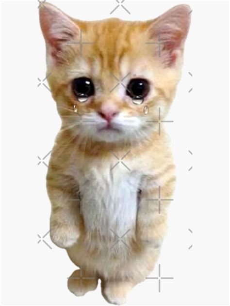 Pegatina «HQ Gato llorando de pie Meme» de fomodesigns | Redbubble