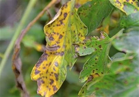 Early leaf blight disease identification, control, prevention