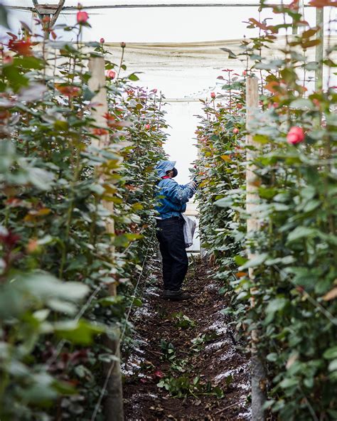 Half day Flower Farm Tour – Cotopaxi Flower Tour