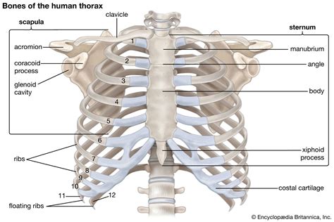 Rib cage | Anatomy & Function | Britannica