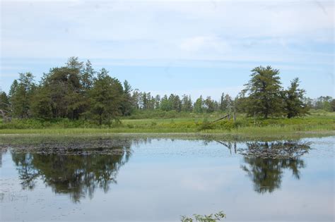 Seney National Wildlife Refuge Trees Reflecting 2 - Travel the Mitten