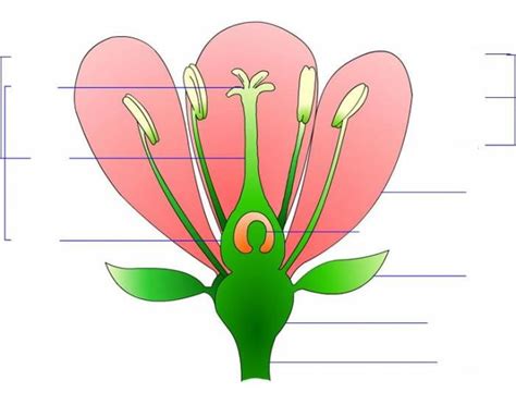 Reproductive parts of a flower and functions Diagram | Quizlet