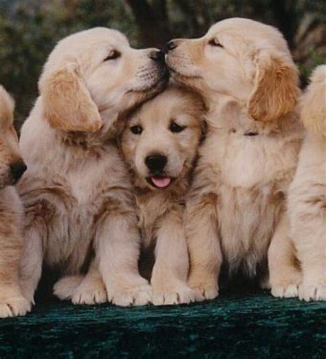 622 best images about Golden Retriever puppies on Pinterest | The ...