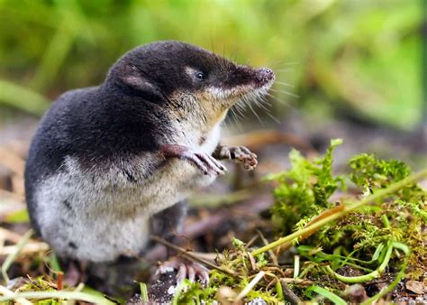 16 Venomous Mammals That Will Surprise You: Bats, Primates, Platypus ...