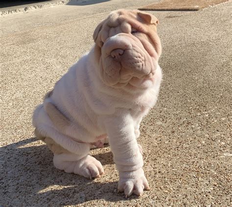 Chinese Shar Pei Puppies For Sale | Arlington, TX #317941