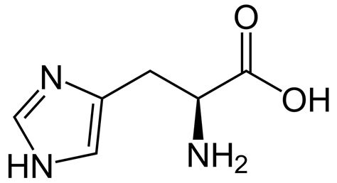 Histidine Amino Acid - Foods and Histidine Function In Your Body