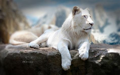 55 New Mac OS X Lion Wallpapers in HD for Free Download in 2021 | Lion ...