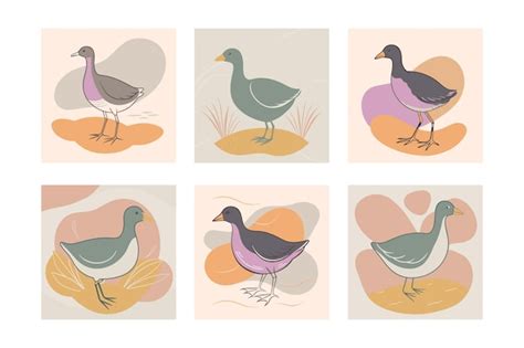 Premium Vector | Wild Common Moorhen close up in her habitat