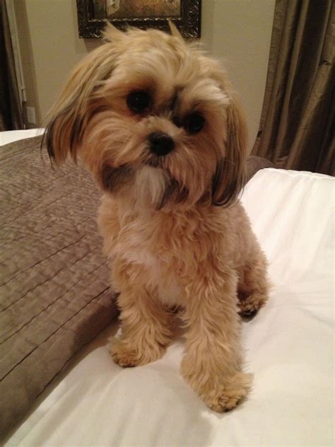 Collection of Shorkie Puppy Haircuts | Shorkie Puppies Daisy S ...