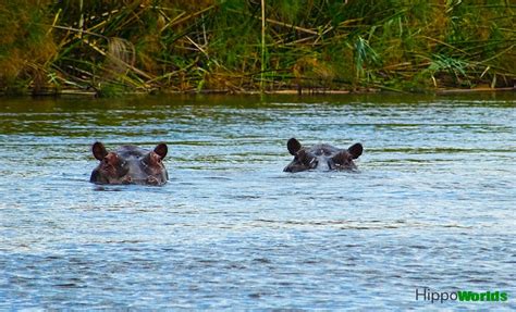 Hippopotamus Habitat | Hippoworlds