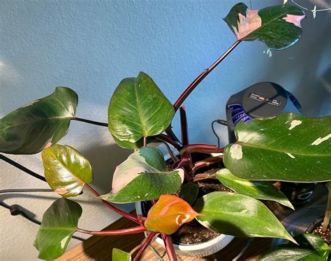 Philodendron Pink Princess Cutting Live Plant - Etsy