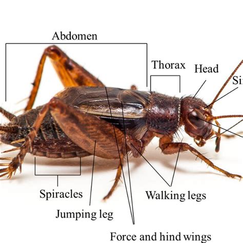 Schematic diagram. a Anatomy of cricket leg, ba quarter of bistable ...