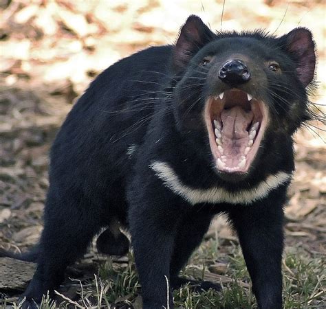 Tasmanian Devils and Devil Facial Tumor Disease (DFTD) - Owlcation