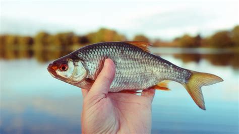 Barrieren, Hitze, fremde Arten: Wie es den Fischen bei Karlsruhe geht