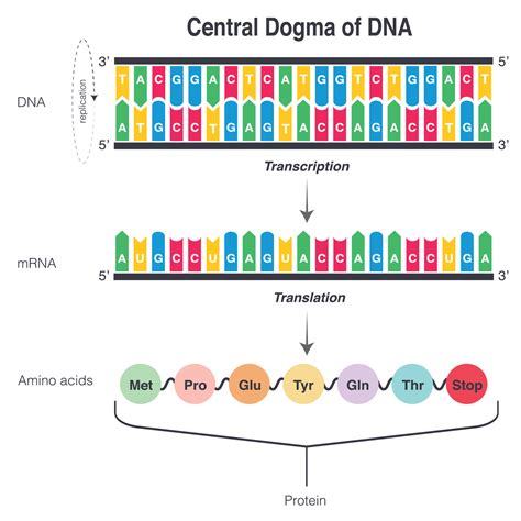 Central Dogma of DNA 7508603 Vector Art at Vecteezy