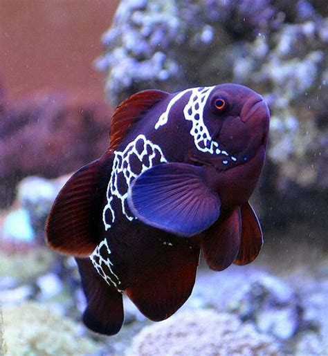 Type of clown fish.. | Beautiful Fish! | Pinterest