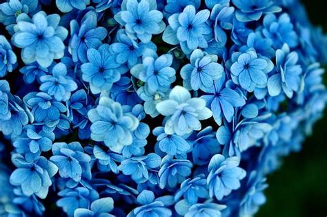 Hydrangea #1 | Blue flower wallpaper, Blue flowers background, Blue ...