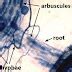 Glomeromycota: Definition, Characteristics, Structure, Reproduction ...