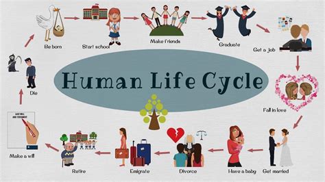 Human Life Cycle Chart