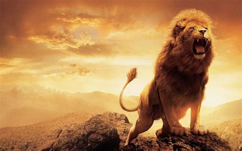 Lion Desktop Wallpapers - Top Free Lion Desktop Backgrounds ...