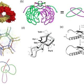 (a) Catenane structure formed by the dodecameric rings of bovine ...