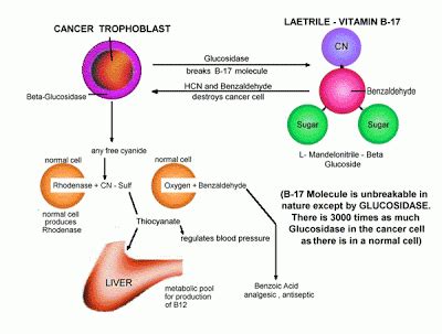 B17 Laetrile – Cancer Treatment – Eat | Pray | Fly -ing