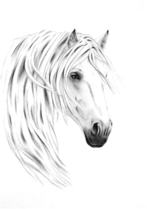 White Horse Face Drawing