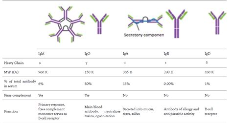 Table 1 The Different Types Of Human Immunoglobulin Their Abundance ...