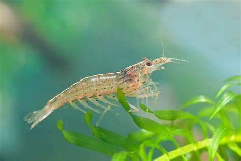 Amano Shrimp Species Profile