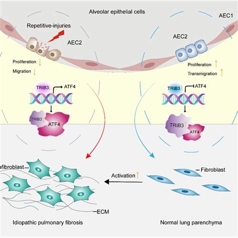 Antifibrotic mechanism of TRIB3 mediation of pulmonary fibrosis through ...