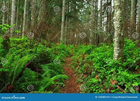 Pacific Northwest Forest Hiking Trail Stock Image - Image of northwest ...