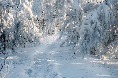 Winter scenery, Siberia, Snow