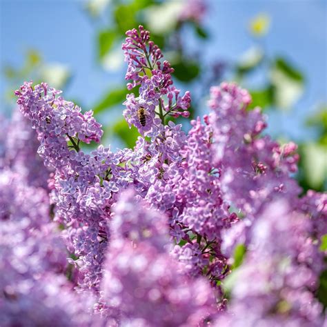 Persian Lilac Shrubs | Greenwood Nursery