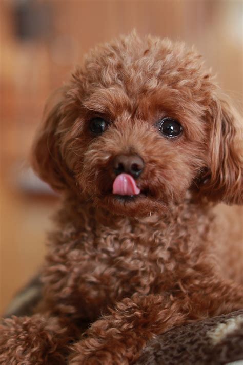 Poodle Puppies (20+ Perfect Pups) - Talk to Dogs