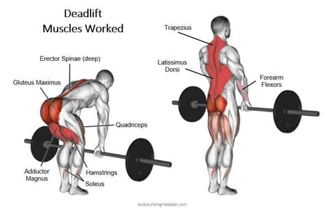 Rack Pull Deadlift Muscles Worked | Deadlift, Deadlift target muscles ...