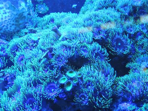 blue, corals, sea, background, water, coral, reef, underwater, animal ...