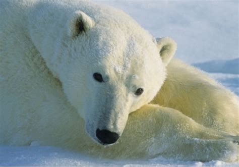 Polar Bear – Ursus maritimus | Facts About Animals