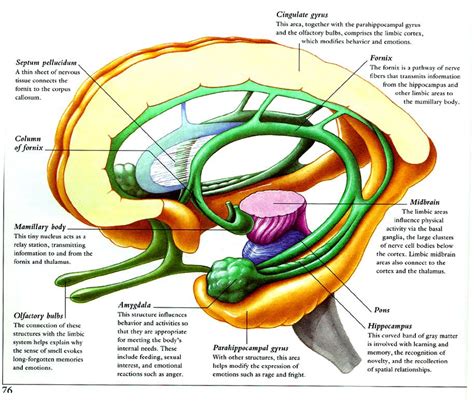 limbic system - Поиск в Google | Brain | Pinterest