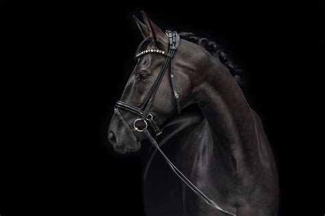 9 Best Dressage Bridles (Budget, Bling, Convertible) - Horse Rookie