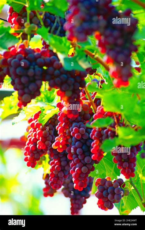 red grapes, on the vine Stock Photo - Alamy