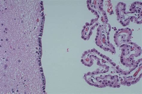 Normal Histology