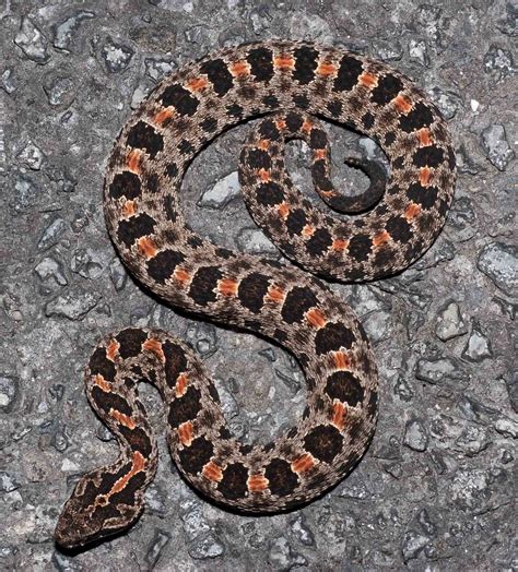 Dusky Pigmy Rattlesnake | Sistrurus miliarius barbouri | Flickr