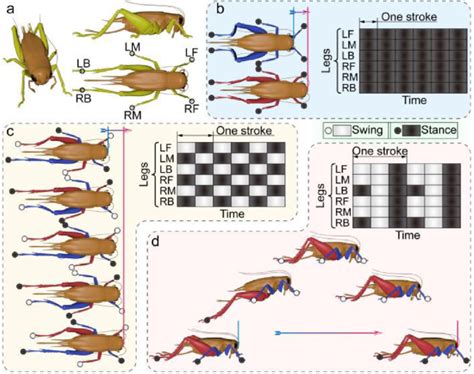 The structure and three common gaits of the cricket: (a) The body ...