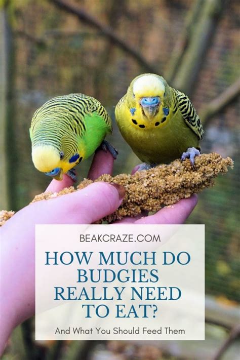 How Much Budgies Really Need To Eat