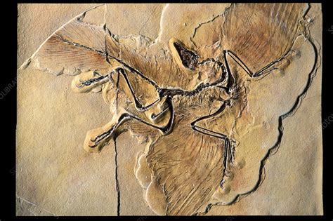 Archaeopteryx fossil - Stock Image - E445/0180 - Science Photo Library