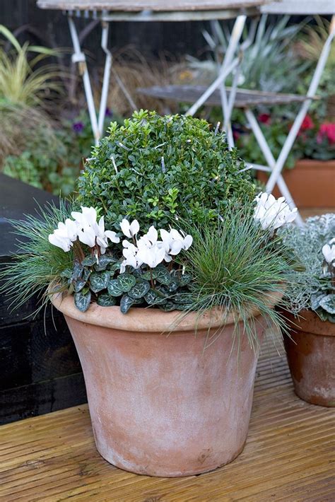 Box and osteospermum pot display | Winter container gardening, Winter ...