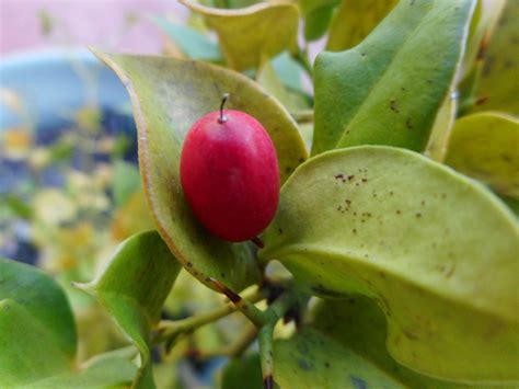 Forum: Natal plums: Carissa macrocarpa